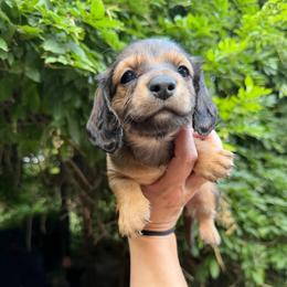 Akc Sisu - Red female Dachshund puppy in Erie, Michigan from Champagne’s Grinch Toe’d Dachshunds