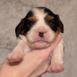 Arlo - Tri-color male Cavalier King Charles Spaniel puppy in Stilwell, Oklahoma from Love Bug Cavaliers
