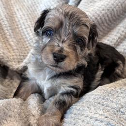 Honey Bunches Of Oats - Blue merle female Aussiedoodle puppy in Michigan from Kingsden Aussies and doodles