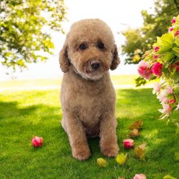 Ximi - Goldendoodle