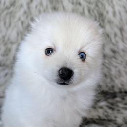 June-Toy-2400 - White female Pomsky puppy in Spring Hill, Florida from www.PuppyTimeEmporium.com