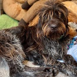 Junior - Wirehaired Pointing Griffon