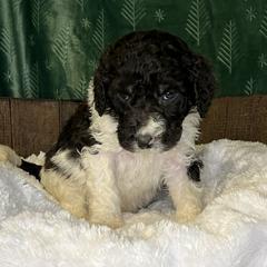 Green collar puppy - male Newfypoo puppy in Fairfield, California from Twin Sisters Doodles