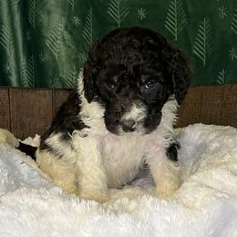 Green collar puppy - male Newfypoo puppy in Fairfield, California from Twin Sisters Doodles