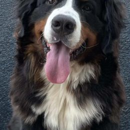 Simo - Bernese Mountain Dog