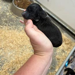 Yellow - Black and white female Shetland Sheepdog puppy in Fontanelle, Iowa from Jensen Farms Shelties