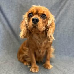 Dolly - Cavalier King Charles Spaniel