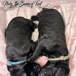 Boy 5 - male Goldendoodle puppy in Stoughton, Wisconsin from Mandi's Doodles