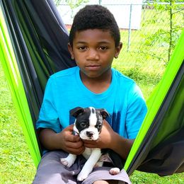 Boston Terrier Puppies from The Christian Bostons