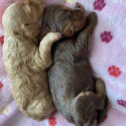 Australian Labradoodle and Double Doodle Puppies from Little Kingdom Doodles