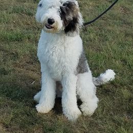 Ham - Sheepadoodle