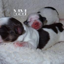 Morkie Puppies from McCormack Morkies