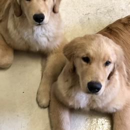 Golden Retriever Puppies from OPK GOLDENS