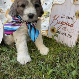 Astra - Merle female Saint Berdoodle puppy in Traverse City, Michigan from Bare Paws Saint Berdoodles