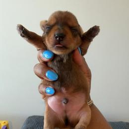 Sable - Chocolate, tan and white male Yorkshire Terrier puppy in Richmond, Virginia from Kizzie's Yorkies