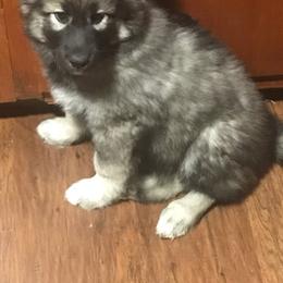 Native American Indian Dog Puppies from Corn Moon Kennels: a member of the Native American Indian Dog Preservation Project