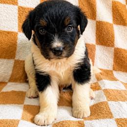 Felix - Black and white male Bernedoodle puppy in Holden, Missouri from Mid-West Bernedoodles