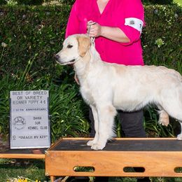 Rein - Golden Retriever