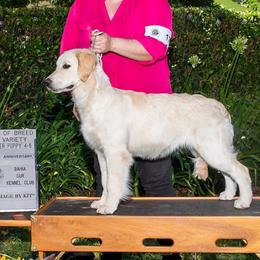 Rein - Golden Retriever