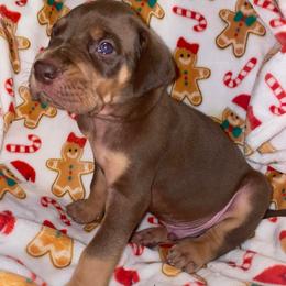 Harry - Chocolate male Great Dane puppy in Spartanburg, South Carolina from Pawlmetto Danes