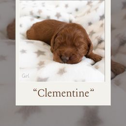 Girl 2 - Australian Labradoodle puppy in Chelsea, Michigan from Michigan Labradoodles