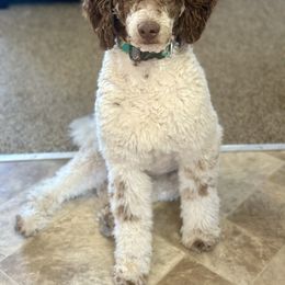 Teddy - Goldendoodle