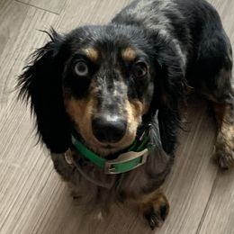 Gizmo - Dachshund