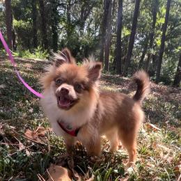 Bonded pair - Chocolate merle female Pomeranian puppy in Hughes Springs, Texas from Hughes Springs Tx Poms