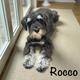 Rocco