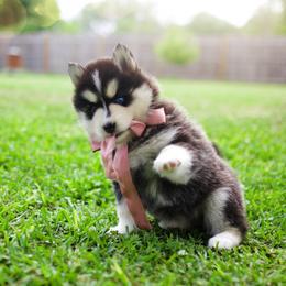 Ube - Black and white female Pomsky puppy in Trenton, Texas from Blissful Paws Pomskies