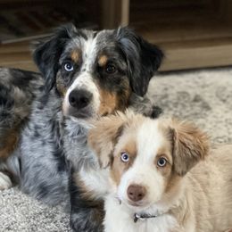 Aussiedoodles and Australian Shepherds from Davis Creek Kennel