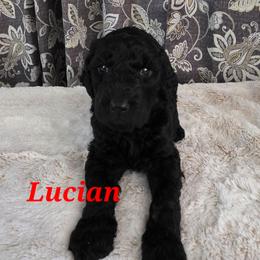 Lucian - Phantom male Poodle puppy in New York from Powder Puff Poodles
