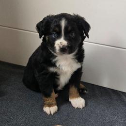 Blizzard - Black tri male Miniature Australian Shepherd puppy in Danville, Indiana from Wingler Acres Mini Aussies