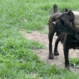 CH Wednesday - Cane Corso