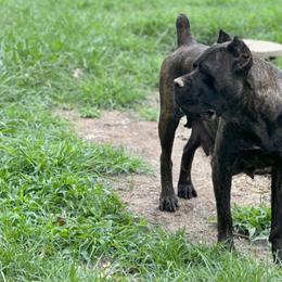 CH Wednesday - Cane Corso