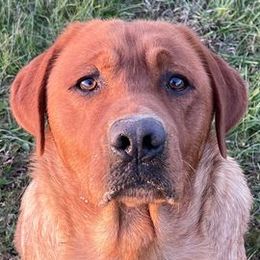Labrador Retrievers from Bark n Howl Farm