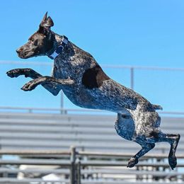 Australian Shepherds and German Shorthaired Pointers from Flynbee Farm