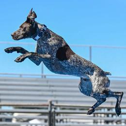Australian Shepherds and German Shorthaired Pointers from Flynbee Farm