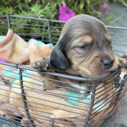 Cookie - Dapple male Dachshund puppy in Vancouver, Washington from Cascade Minis