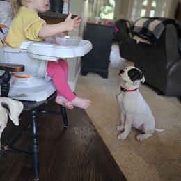 American Bulldog Puppies from Valor American Bulldogs