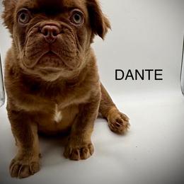 Dante - Tricolors male French Bulldog puppy in Tulsa, Oklahoma from EvergreenEliteKennel