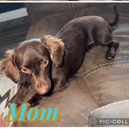 Dachshund puppies from Dixie Chic Frenchies & Dachshunds