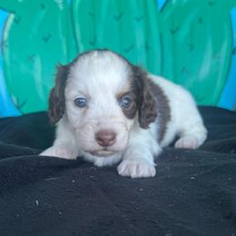 Marble - Piebald female Dachshund puppy in Hawley, Texas from Foxy’s Dachshunds & Toy Aussies