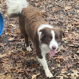 Hickory - White and red male Border Collie puppy in Ashford, Connecticut from Cross Creek