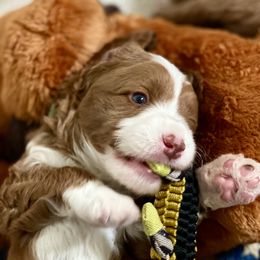 Australian Labradoodle Puppies from Cascade Canyon Labradoodles