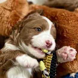 Australian Labradoodle Puppies from Cascade Canyon Labradoodles