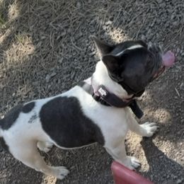 Saffurie - French Bulldog