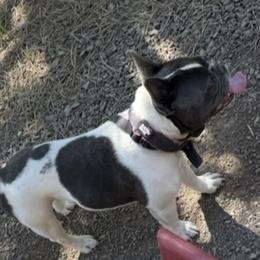 Saffurie - French Bulldog