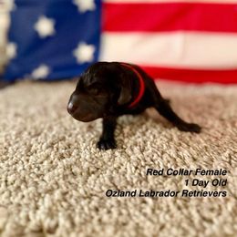 Labrador Retriever Puppies from OzLand Labrador Retrievers
