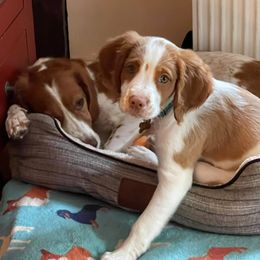 Brittany Puppies from Edenbright Brittanys
